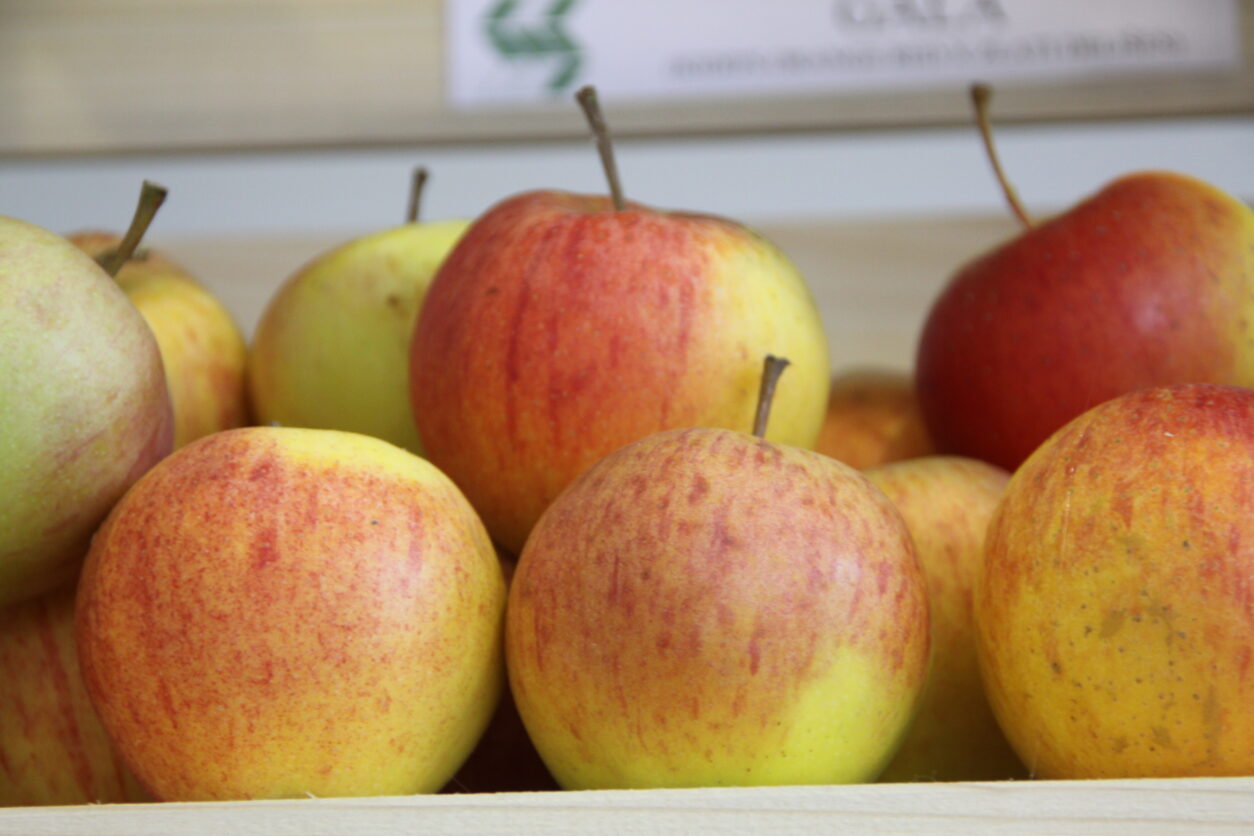 Gala (Kidds Orange Red X Zlati Delišes)