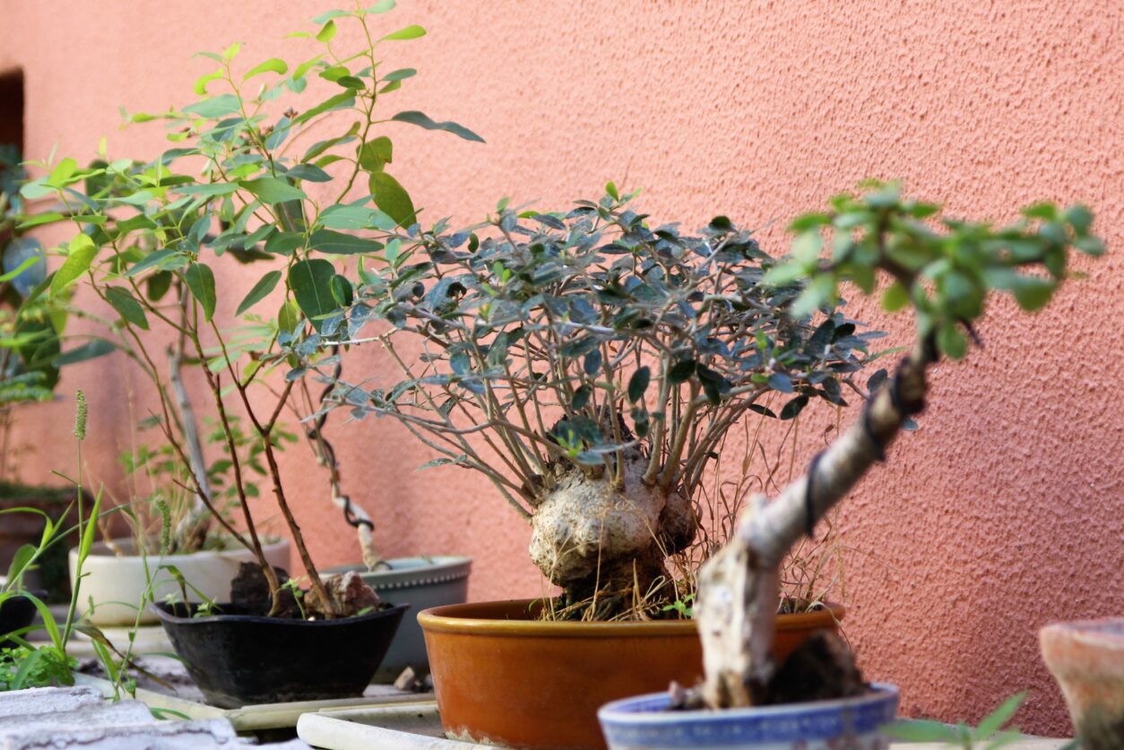 Gojenje bonsajev - botanični vrt v Lizboni