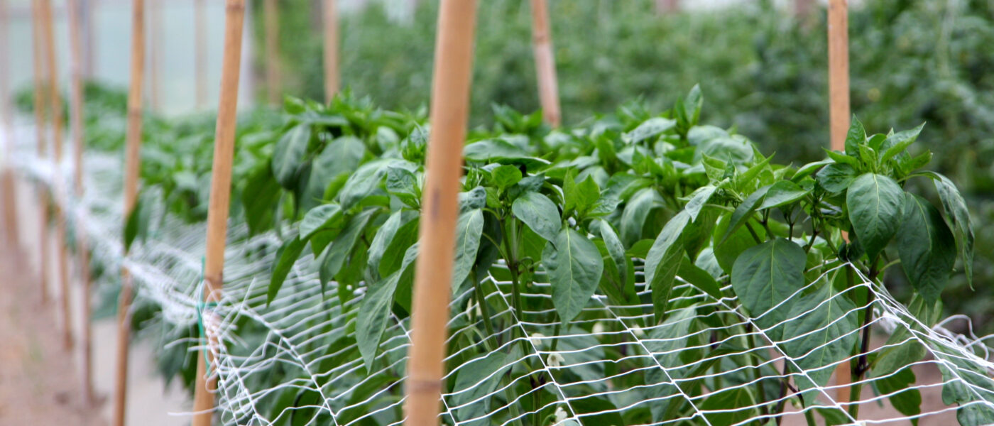 Gojenje paprike v rastlinjaku