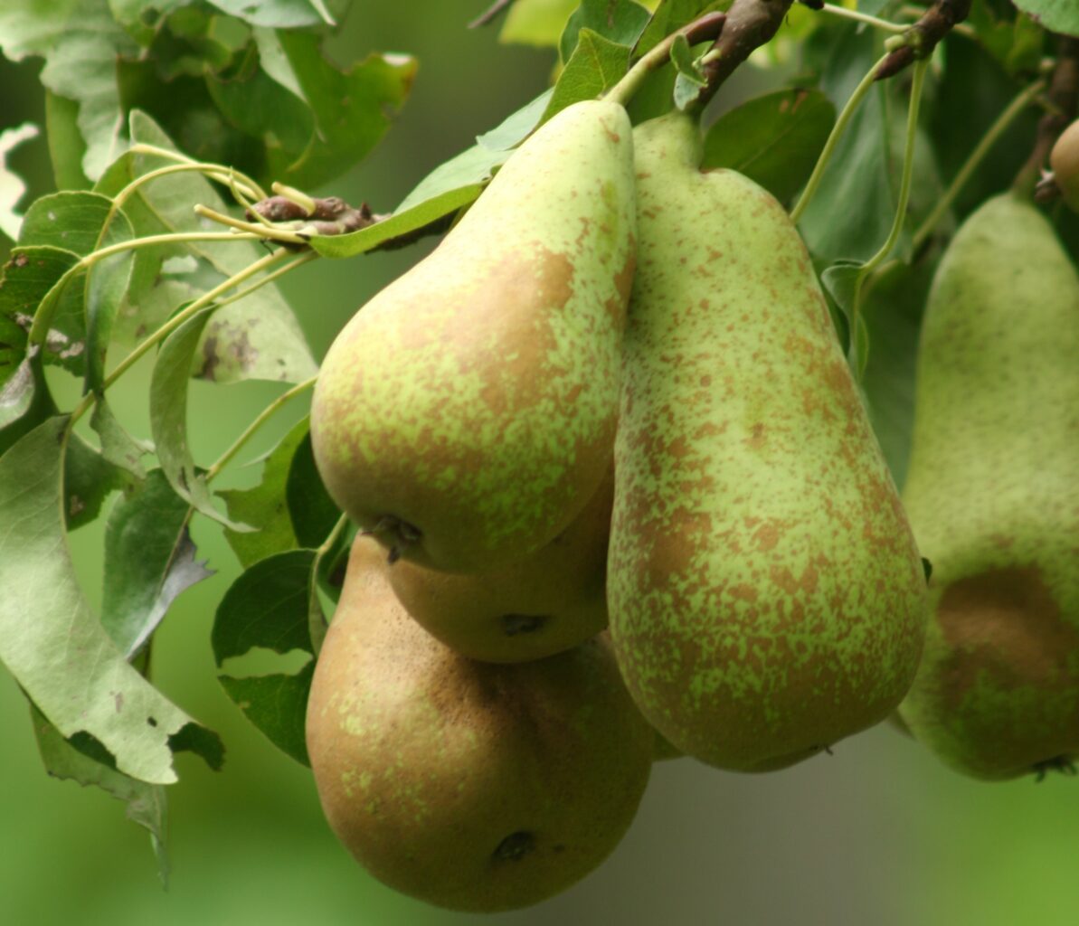 Hruška Viljamovka (Pyrus communis 'Williams')