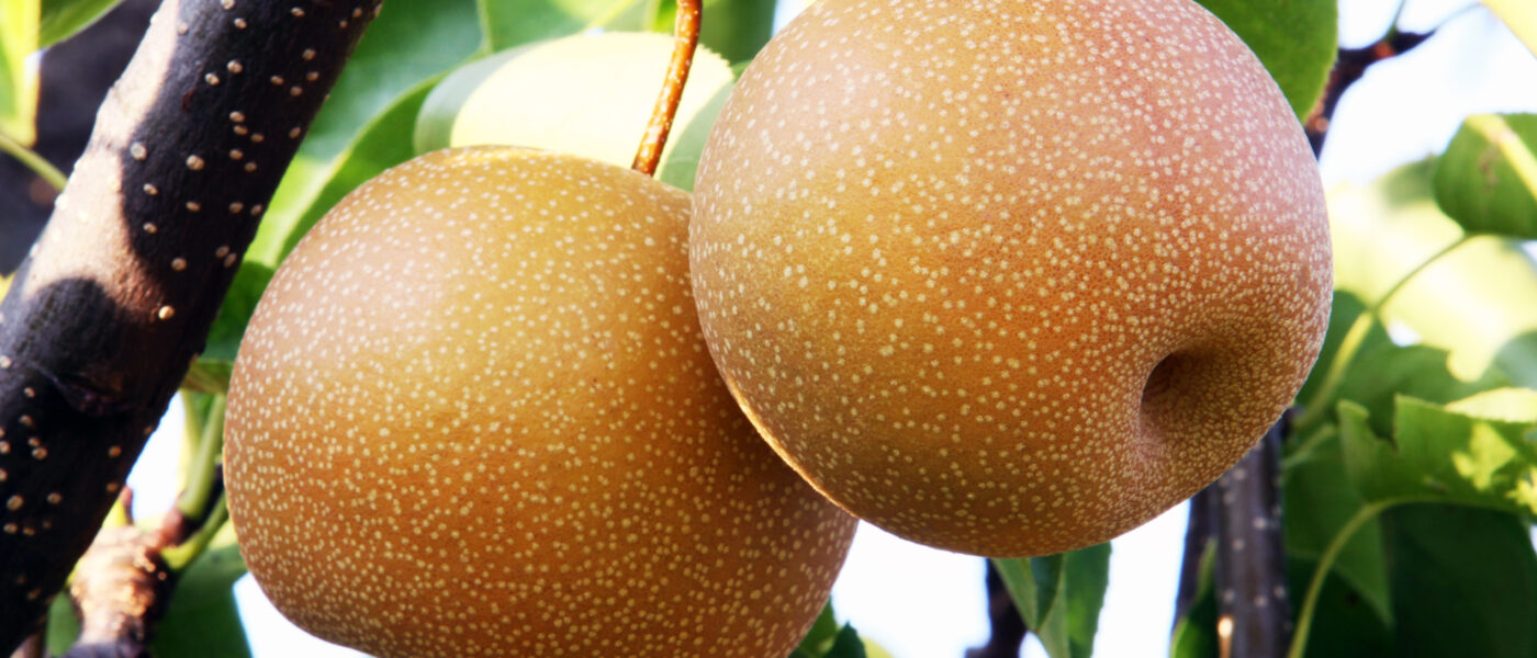 Hruška nashi (Pyrus pyrifolia)