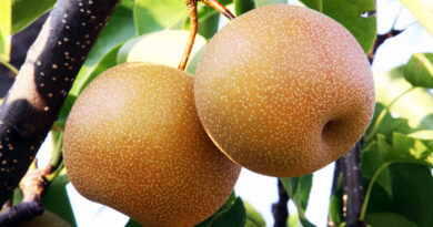 Hruška nashi (Pyrus pyrifolia)