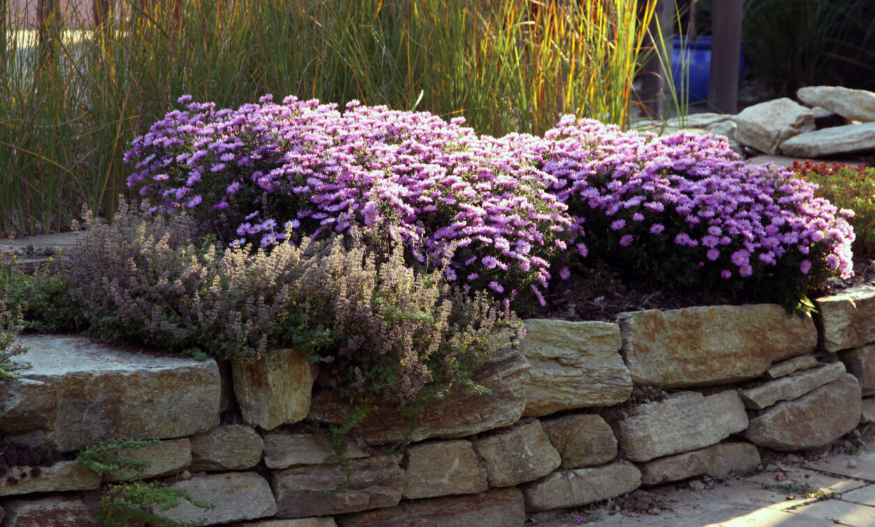 Jesenska brežina z astrami in trajnicami – barvitost vse do pozne jeseni