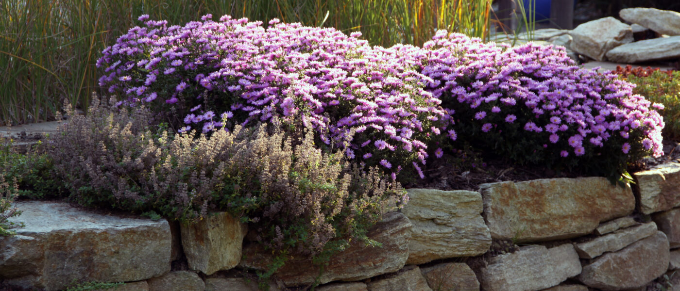 Jesenska brežina z astrami in trajnicami – barvitost vse do pozne jeseni