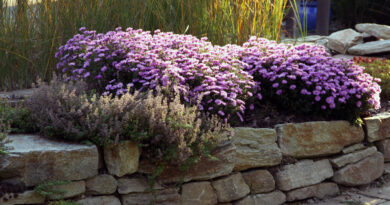 Jesenska brežina z astrami in trajnicami – barvitost vse do pozne jeseni