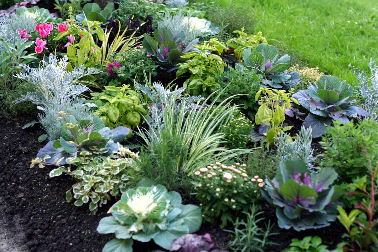 Jesenska greda z okrasnim zeljem, ciklamami, zelišči in trajnicami