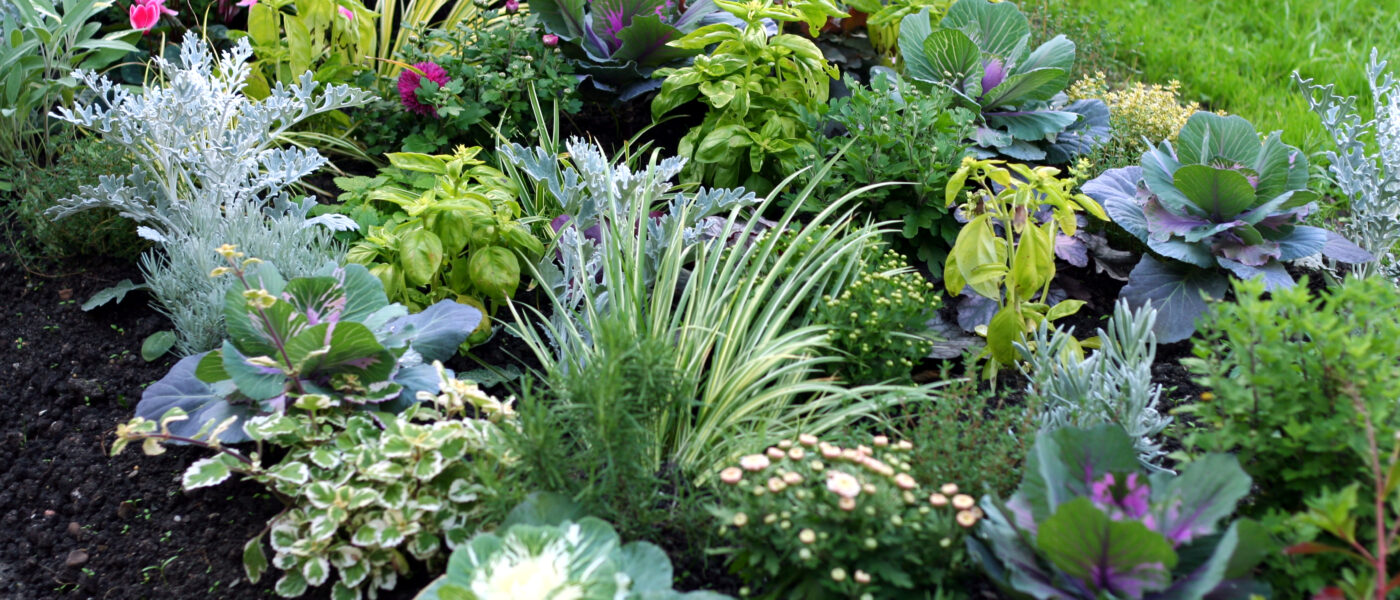 Jesenska greda z okrasnim zeljem, ciklamami, zelišči in trajnicami