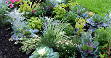 Jesenska greda z okrasnim zeljem, ciklamami, zelišči in trajnicami