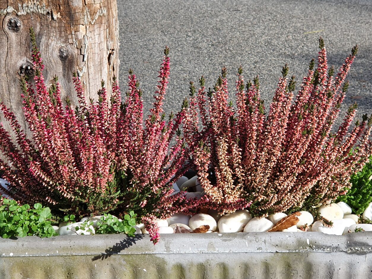 Jesenska resa (Calluna vulgaris)