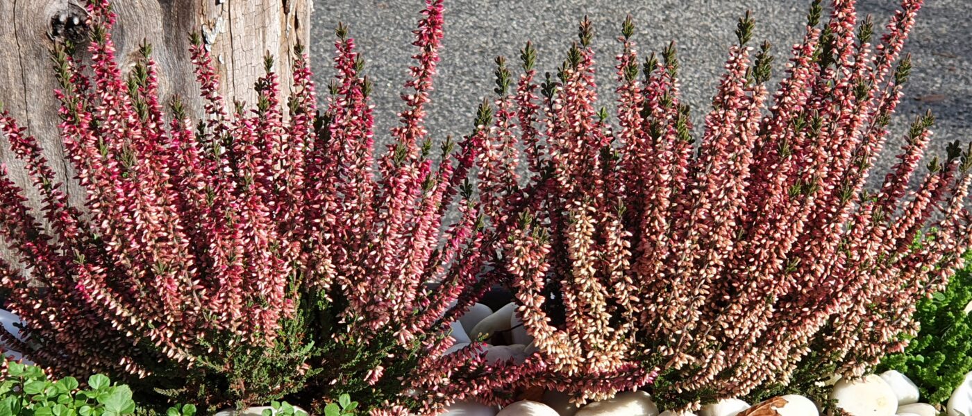 Jesenska resa (Calluna vulgaris)