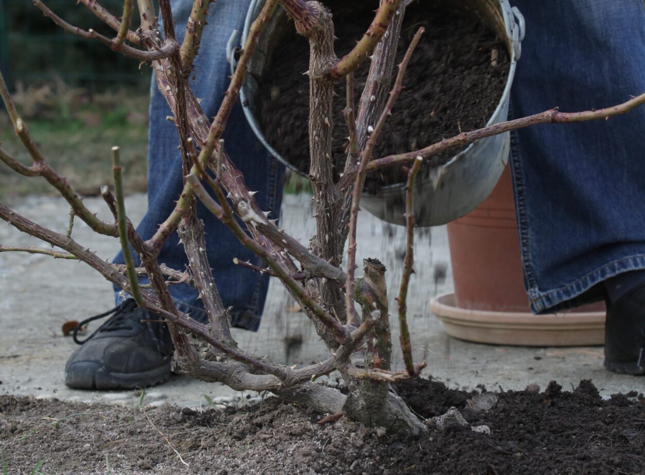 Jesenska rez vrtnic odstranjevanje poškodovanih in suhih poganjkov