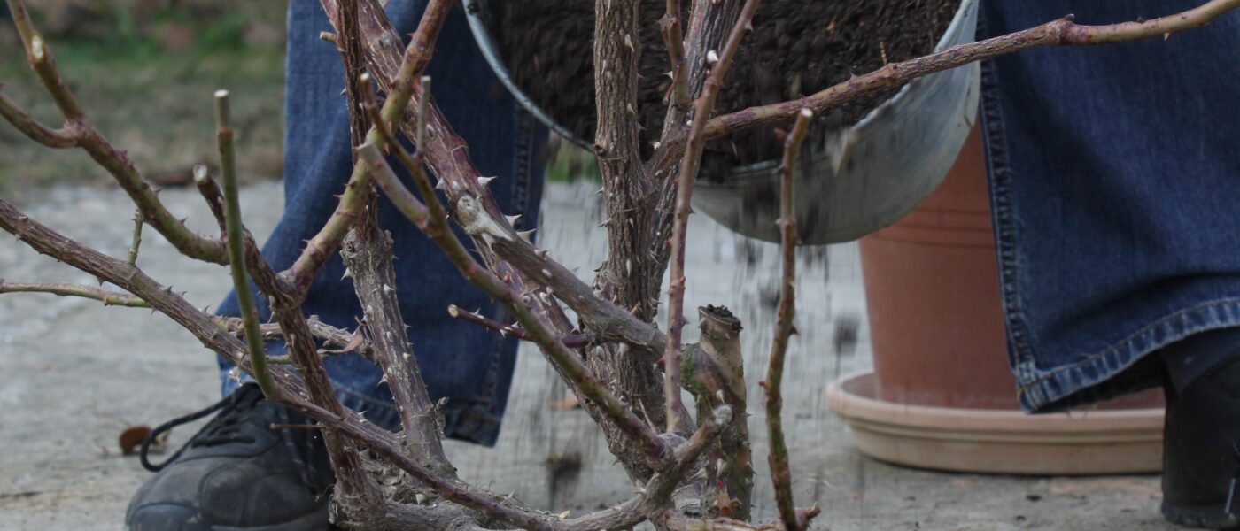 Jesenska rez vrtnic odstranjevanje poškodovanih in suhih poganjkov