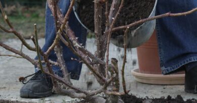 Jesenska rez vrtnic odstranjevanje poškodovanih in suhih poganjkov