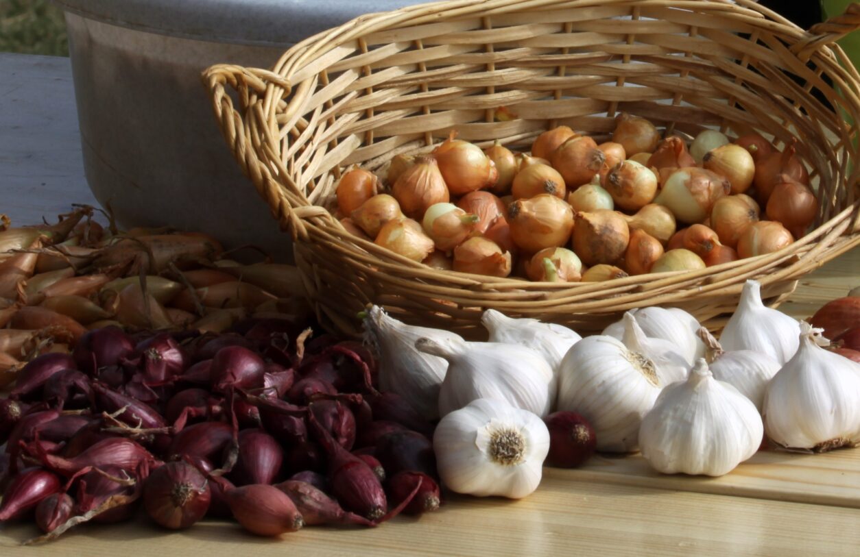 Jesensko sajenje čebulčka