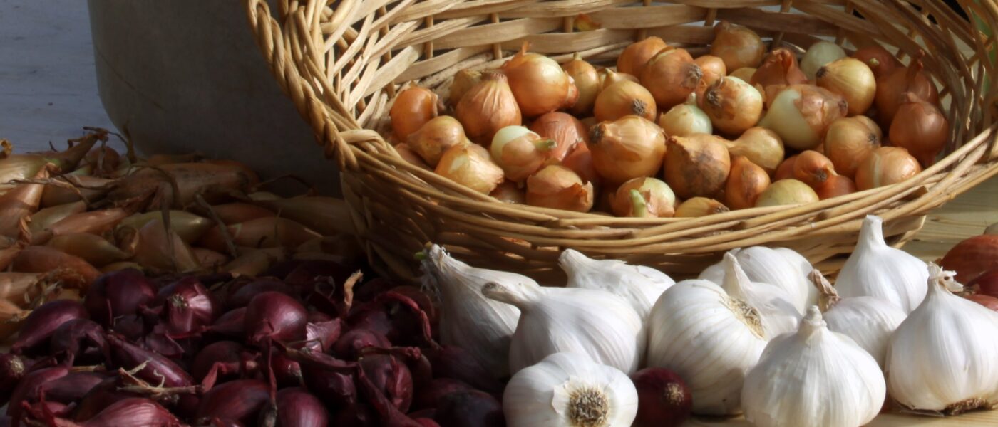 Jesensko sajenje čebulčka