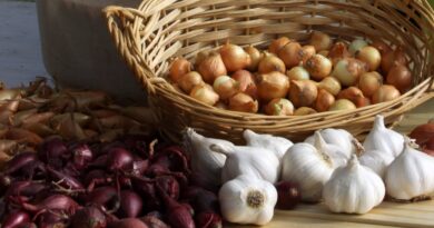 Jesensko sajenje čebulčka