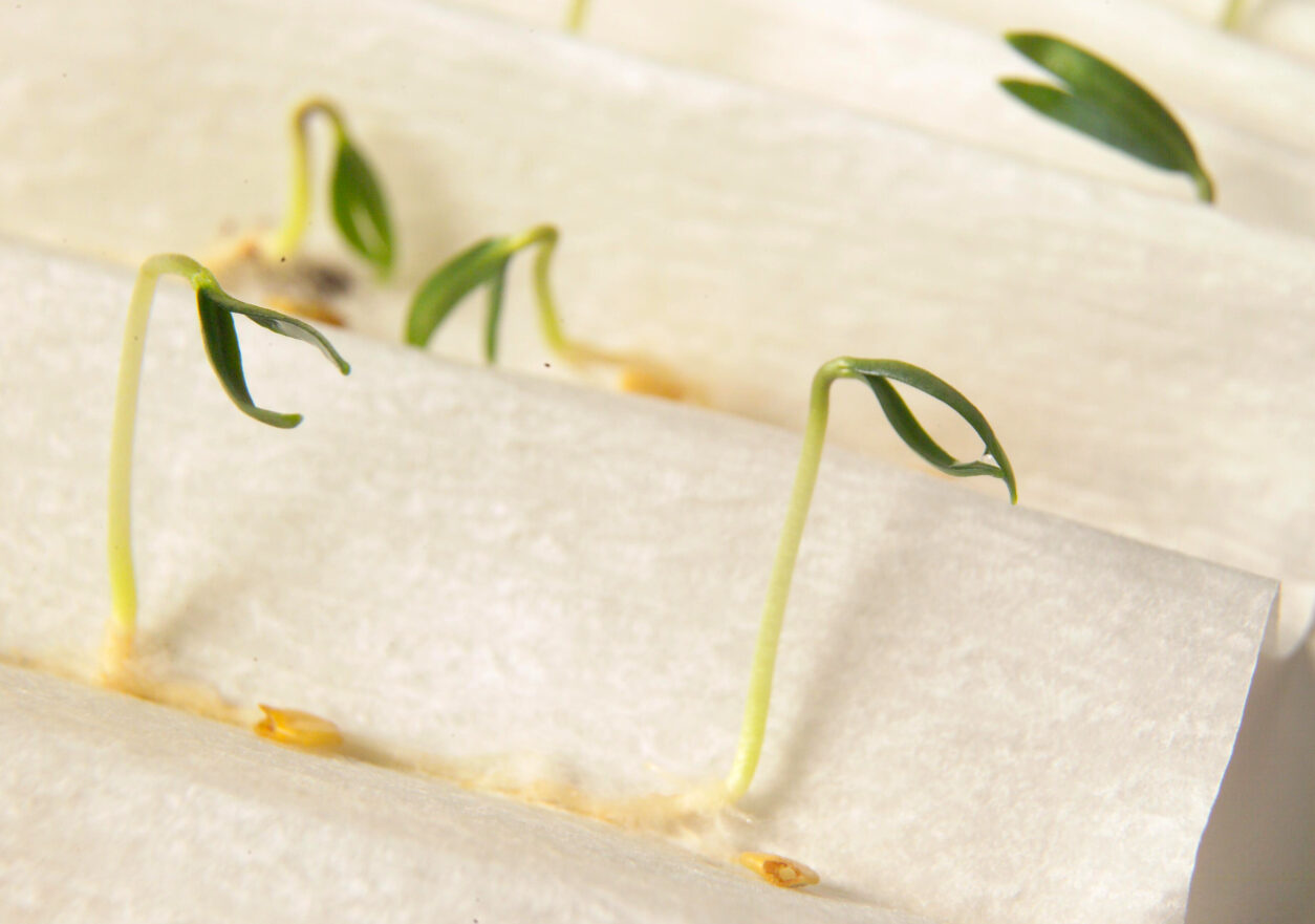 Kalilni test na vlažni papirnati brisači