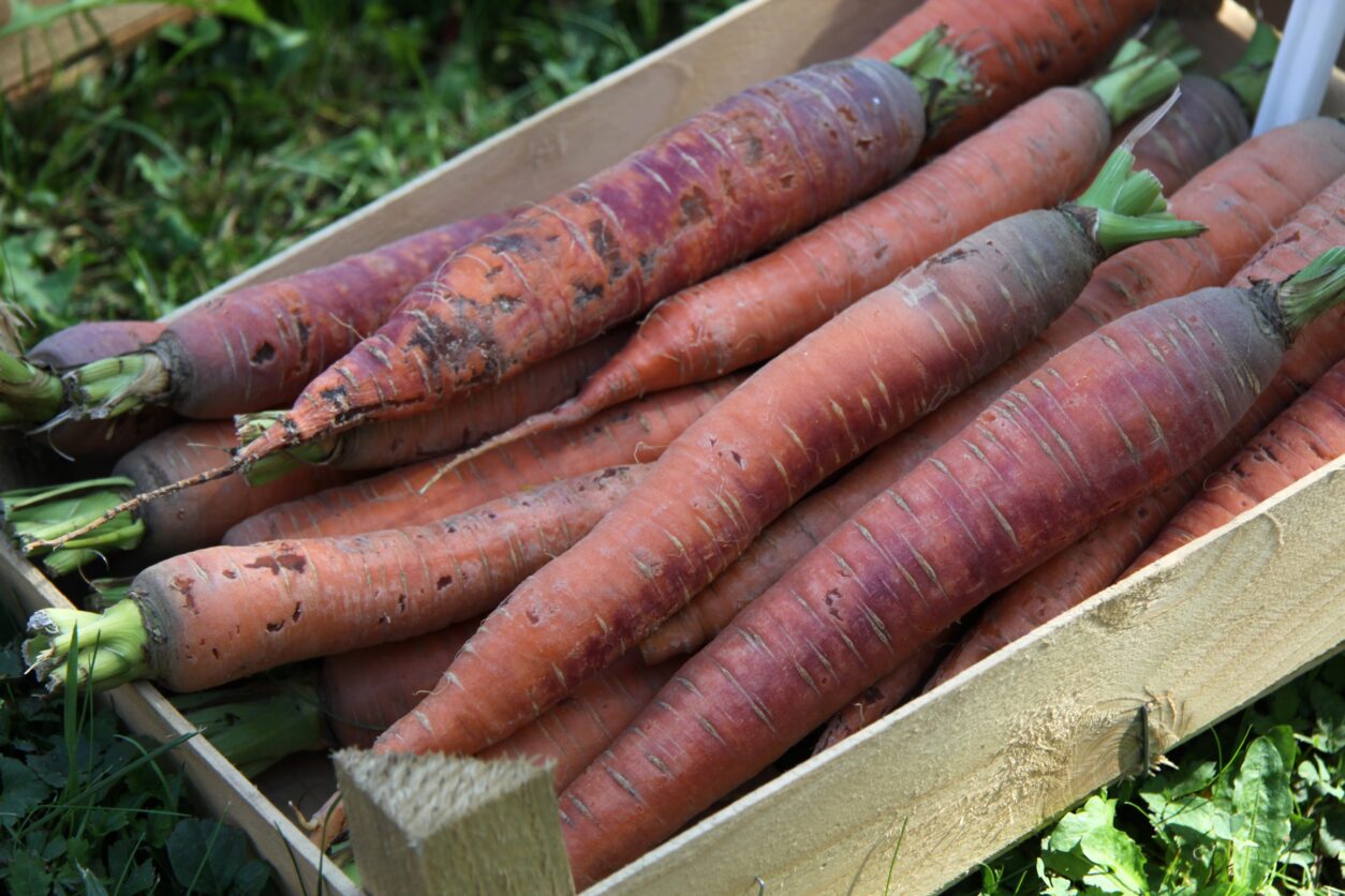 Korenje Flaker (Daucus carota) je priljubljena sorta korenja