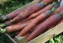 Korenje Flaker (Daucus carota) je priljubljena sorta korenja