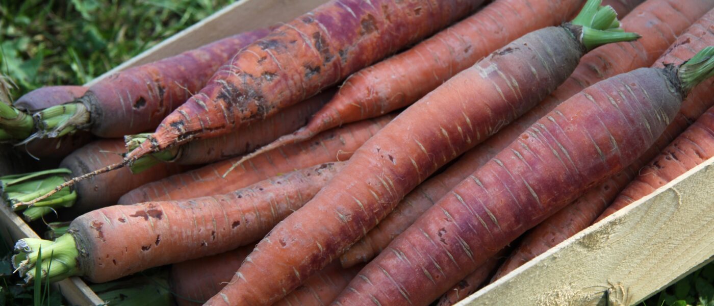 Korenje Flaker (Daucus carota) je priljubljena sorta korenja