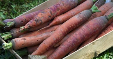 Korenje Flaker (Daucus carota) je priljubljena sorta korenja