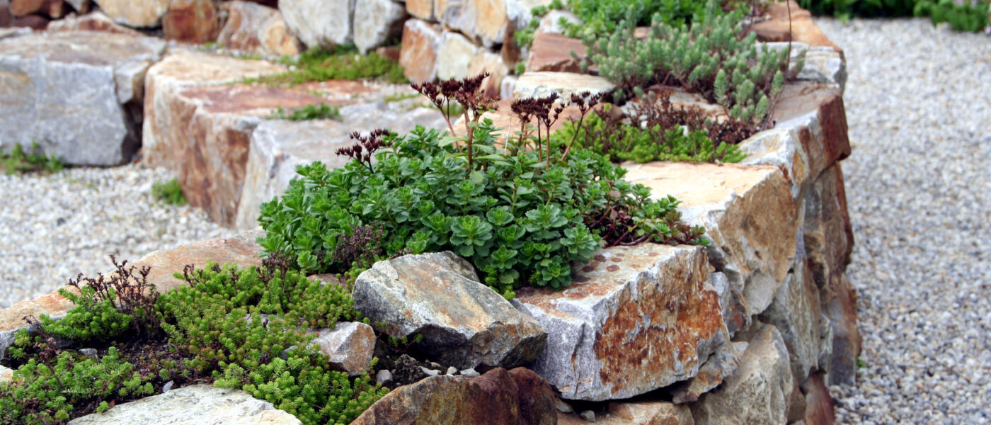 Kraški zid iz naravnega kamna s trajnicami