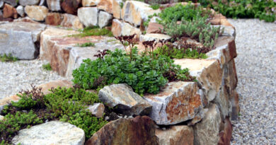 Kraški zid iz naravnega kamna s trajnicami