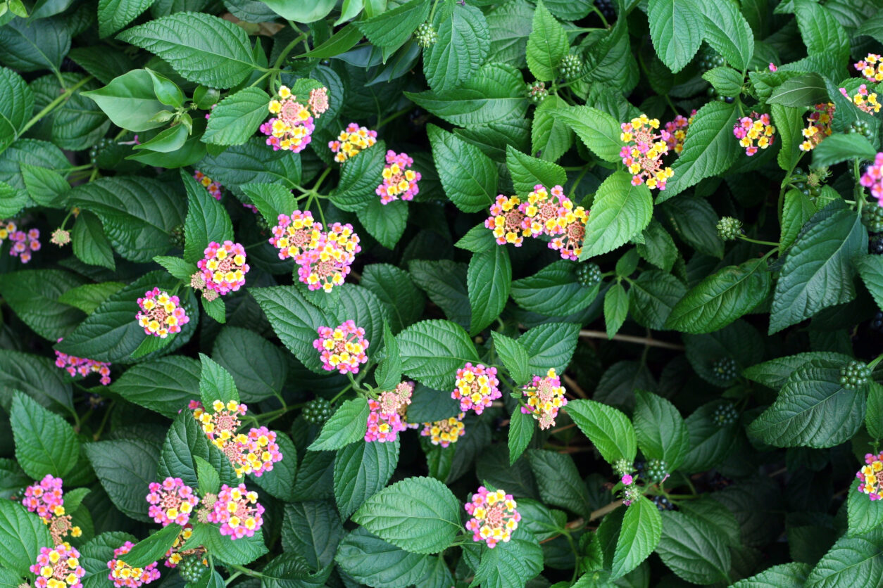 Lantana (Lantana camara) – živahna okrasna grmovnica