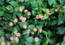 Lantana (Lantana camara) – živahna okrasna grmovnica