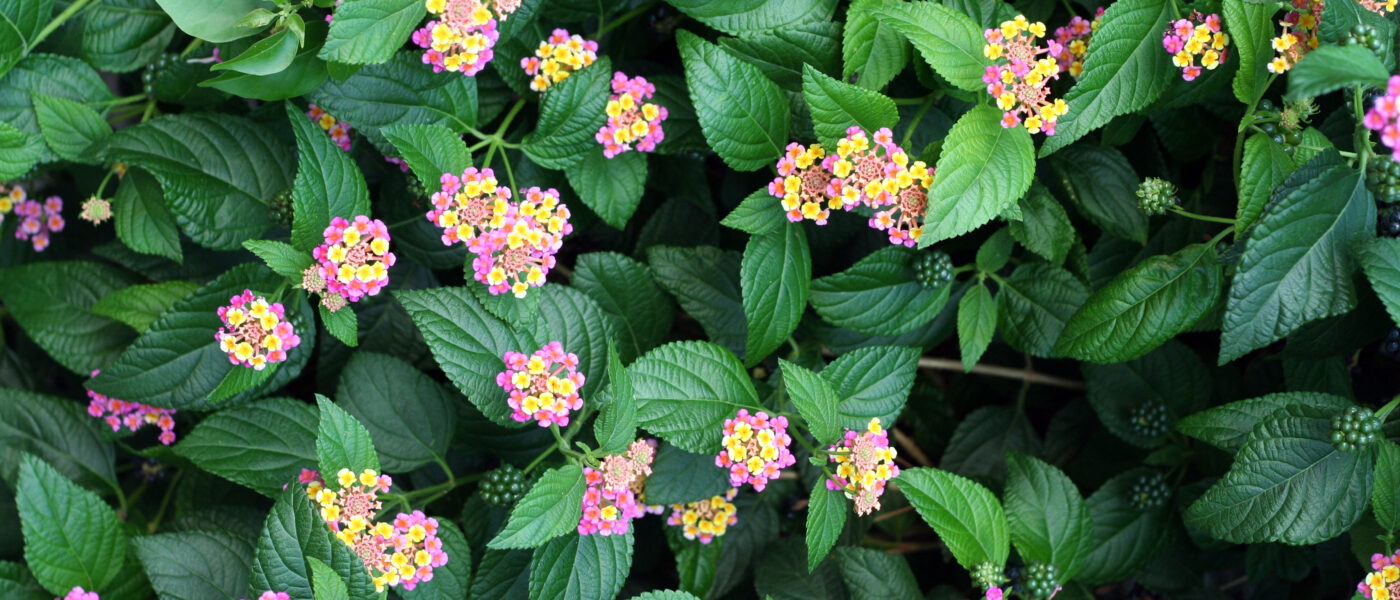 Lantana (Lantana camara) – živahna okrasna grmovnica