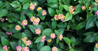 Lantana (Lantana camara) – živahna okrasna grmovnica