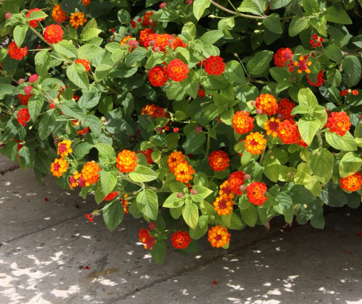 Lantana camara, znana tudi kot pisana lantana