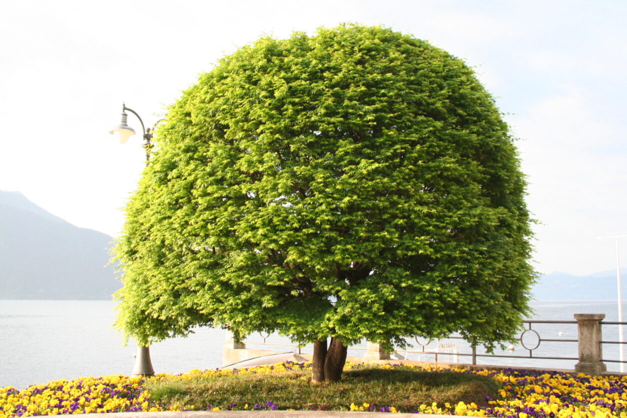 Lepo oblikovan javor z gostim krošnjastim habitusom