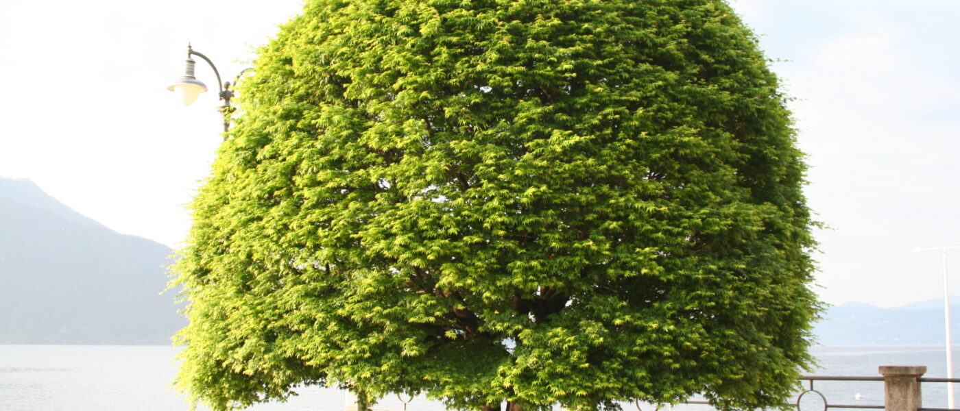 Lepo oblikovan javor z gostim krošnjastim habitusom