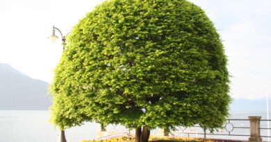 Lepo oblikovan javor z gostim krošnjastim habitusom