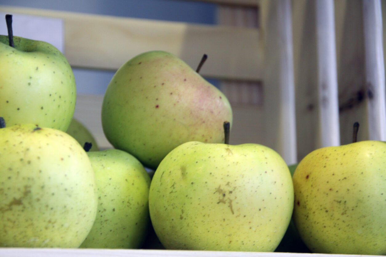 Luna (Topaz X Zlati Delišes)