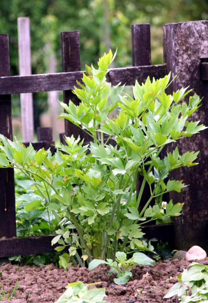 Luštrek (Levisticum officinale)