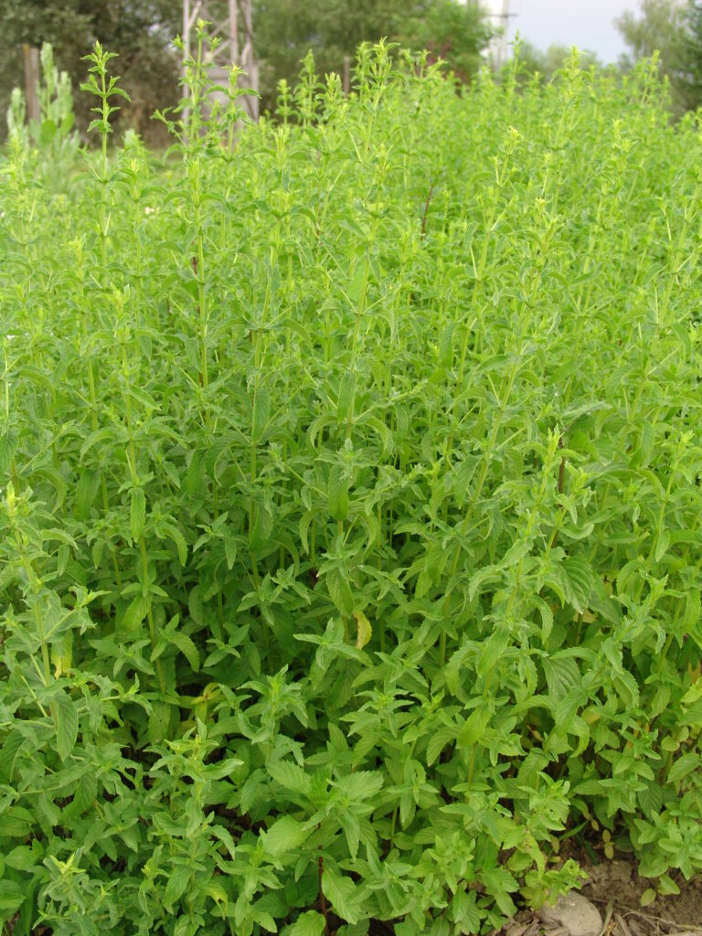 Meta (Mentha spp.)