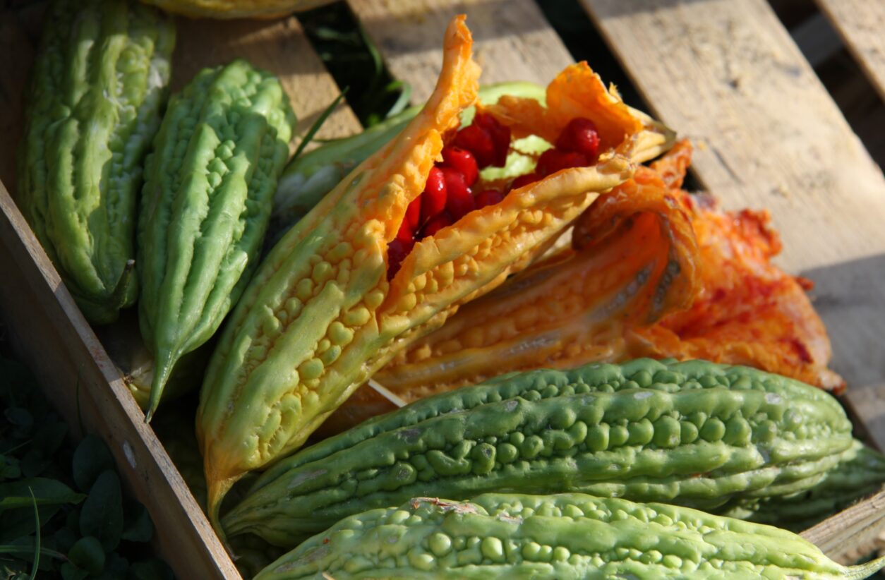 Momordika (Momordica charantia) je eksotična plezalka