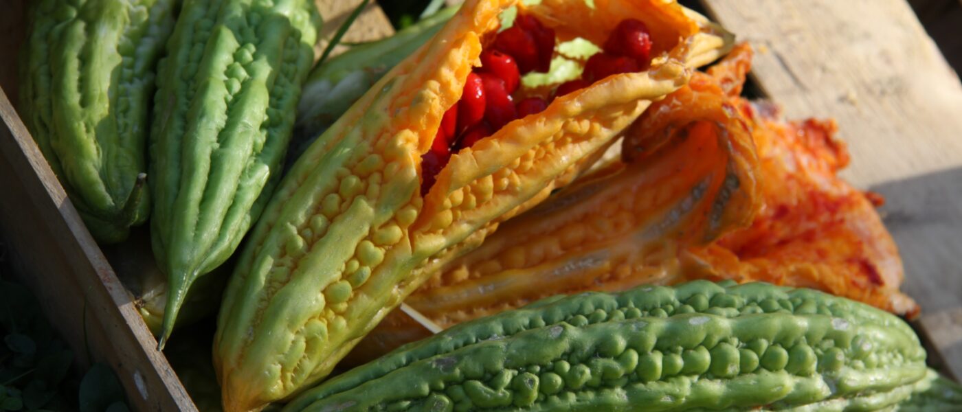 Momordika (Momordica charantia) je eksotična plezalka