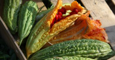 Momordika (Momordica charantia) je eksotična plezalka