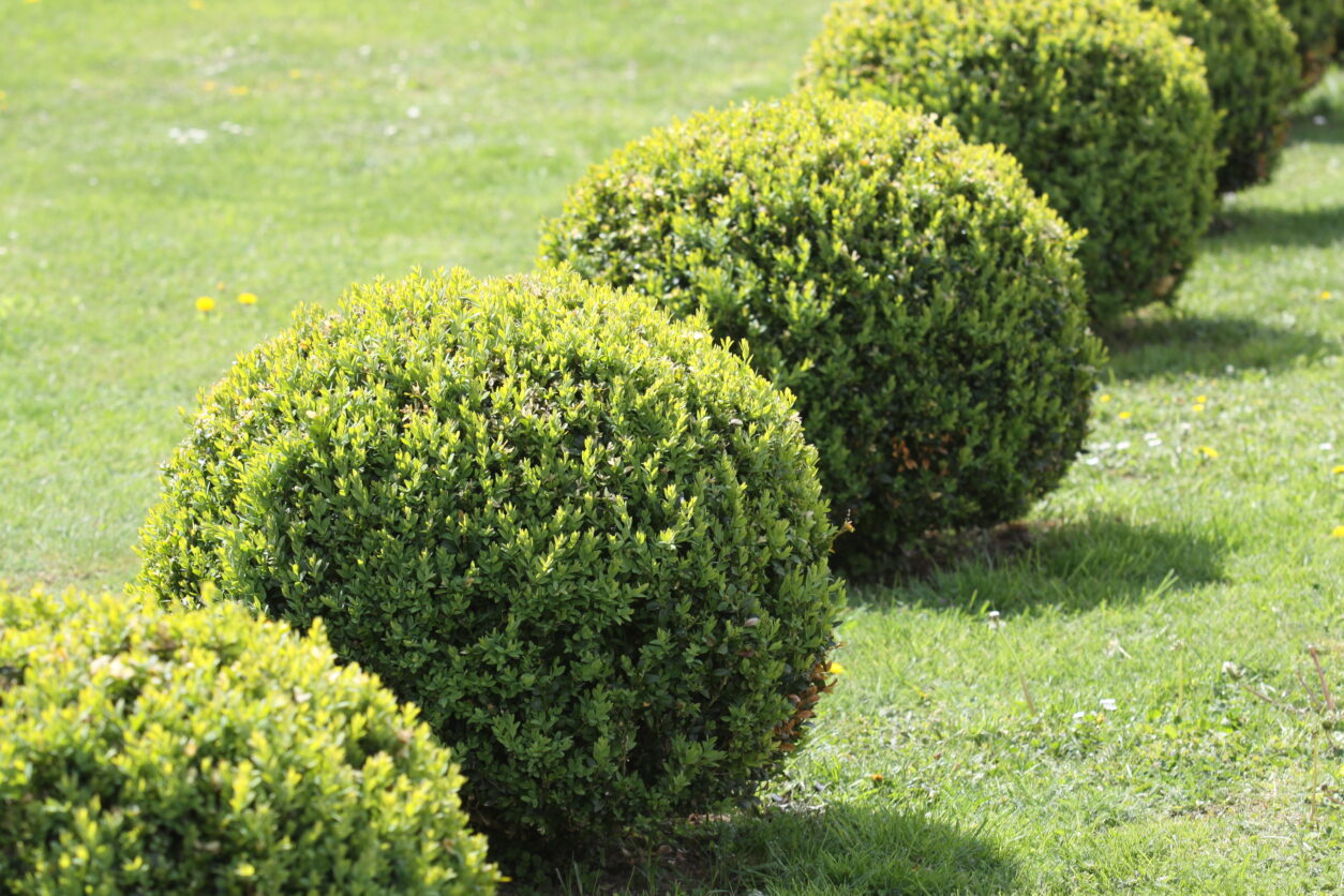 Nasad pušpanov oblikovanih v kroglo