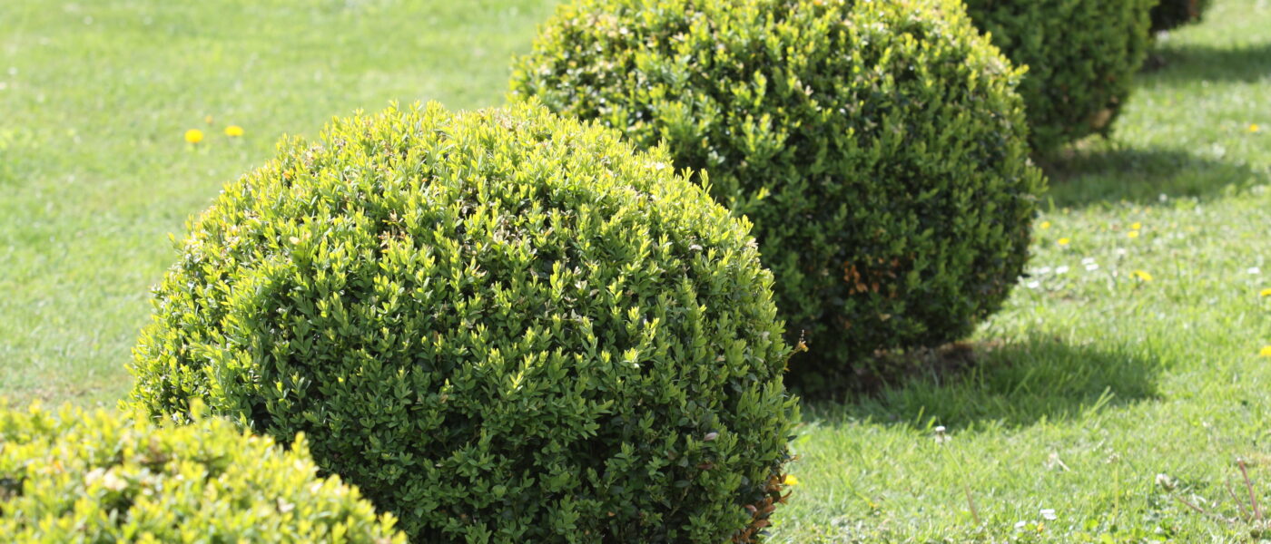 Nasad pušpanov oblikovanih v kroglo