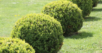 Nasad pušpanov oblikovanih v kroglo