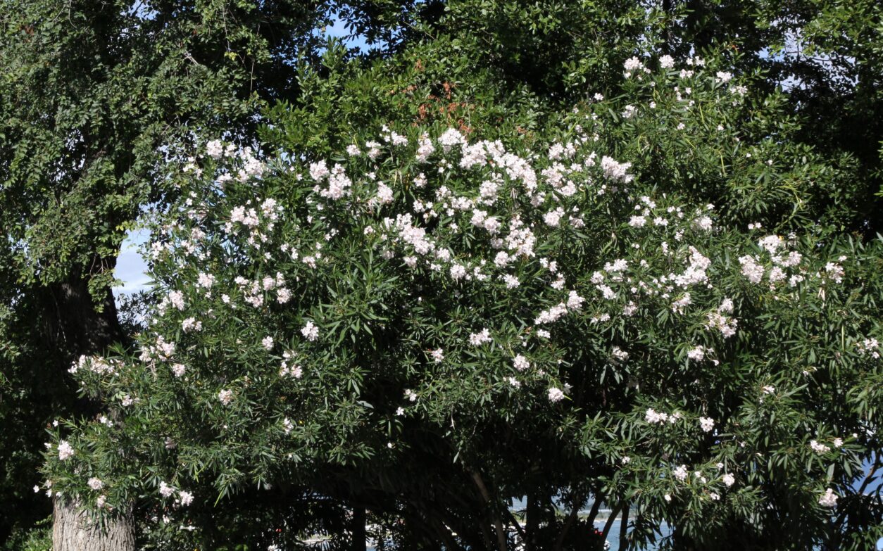 Oleander (Nerium oleander) v mediteranskem podnebju