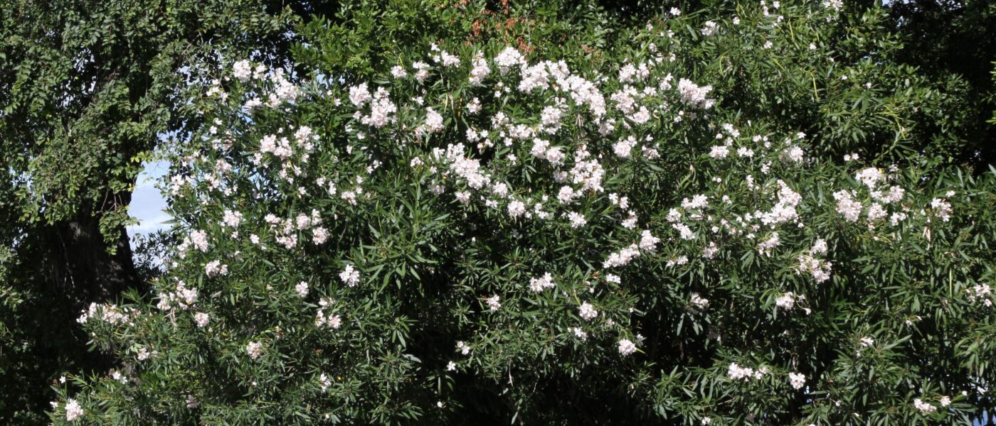 Oleander (Nerium oleander) v mediteranskem podnebju