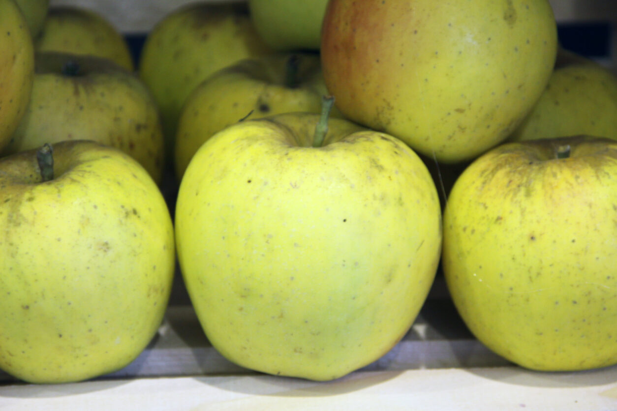 Opal (Zlati Delišes X Topaz)