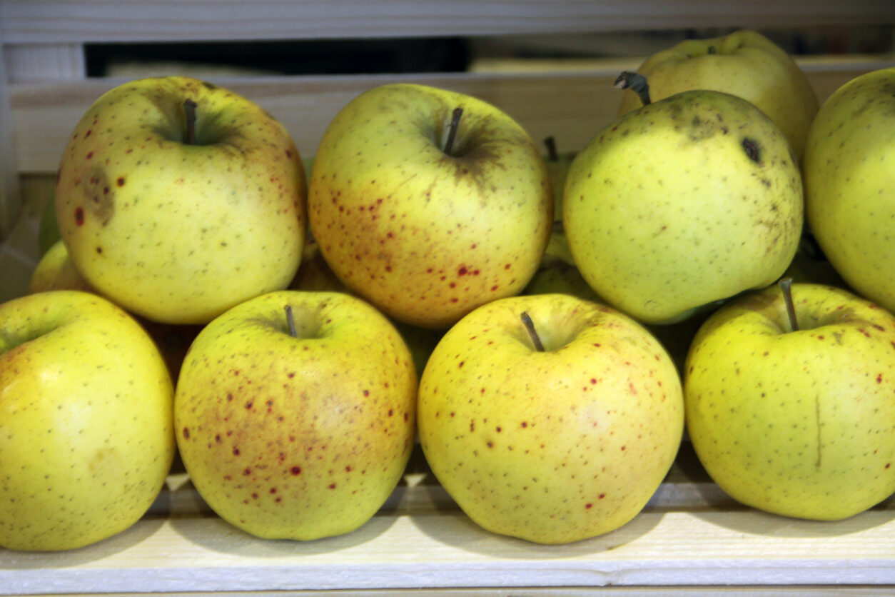 Orion (Zlati Delišes X Otava)