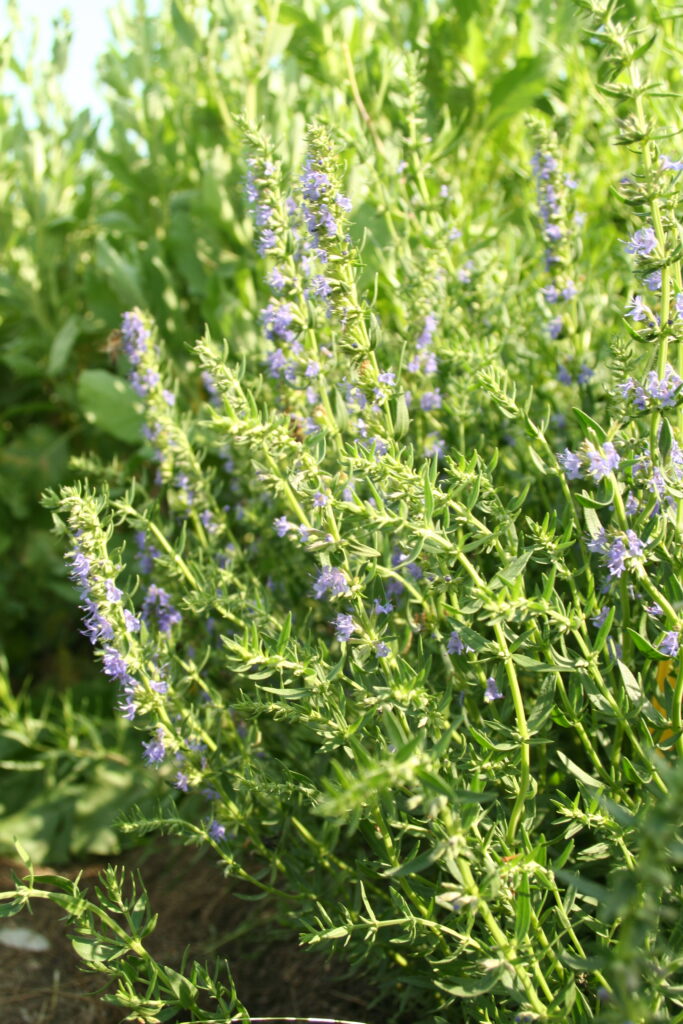 Ožepek (Hyssopus officinalis)