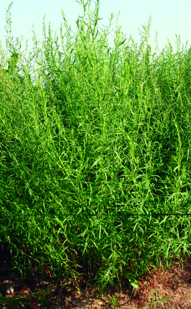 Pehtran (Artemisia dracunculus)